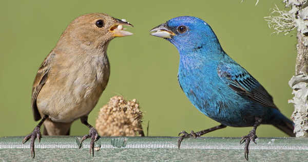 Buy Birdseeds with Complete Ease Online In Texas